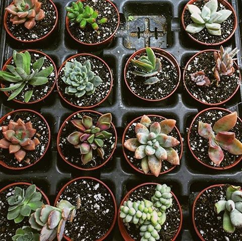Houseplants, jewelry, bags... you can find it all at the East Side Flea. Photo: ESF Instagram