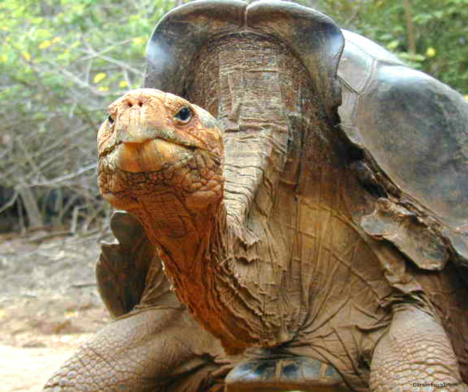 Image result for espanola island tortoise"