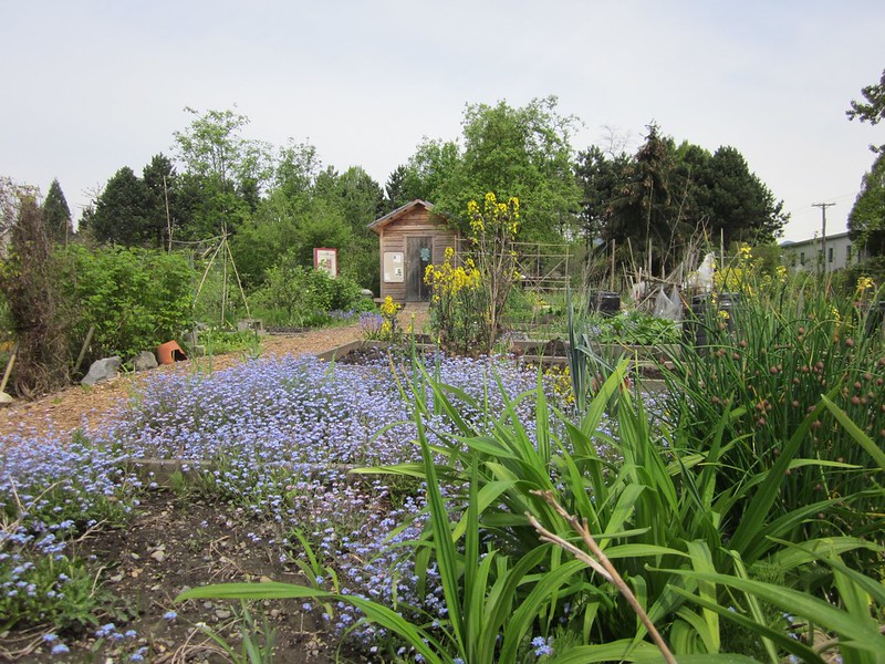 vancouver community gardens are outgrowing their waitlists